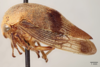 Habitus, lateral view: !! display not done !! on Carynota mera (Say, 1831): (Observation).