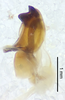 CollectionObject 1523727; c0a52703-44b5-4c30-bc31-742b6009fbae: male genitalia, lateral view (holotype). (CollectionObject).
