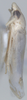 Habitus, lateral view on Eurhadina (Singhardina) pookiewica Dworakowska, 2002: (Observation).