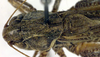 CollectionObject 1500486; df6cf2e8-72ba-4d8e-afbe-0b4ab0c4027d: male pronotum and stridulatory area, dorsal view (syntype). (CollectionObject).