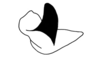 Eurybiacris luteoguttata Descamps, 1979: Fig. 126. male cercus, inner face, lateral view. (Otu).