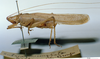 CollectionObject 1539579; 17f7c69e-beb2-4732-9290-02afcd267b23: male, lateral view (holotype). (CollectionObject).