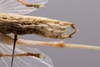 CollectionObject 2072283; c8d52735-8ce8-4024-8146-9b5b81ad3050: Male terminalia, ventral view. (CollectionObject).