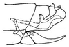 Pygofer, lateral view: genital capsule, laterally. (Observation).
