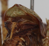 CollectionObject 1503563; ZFMK ZFMK-ORT-00010769, 89551536-ee8e-46a8-88b7-a5732125a515: male tegmina, posterior view (holotype). (CollectionObject).