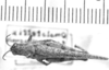 CollectionObject 1525204; 9efe37b6-05ee-4991-bbe4-b3d26c8f97c7: female, dorsal view (paralectotype of Omalotettix conspersipennis). (CollectionObject).