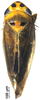 Habitus, dorsal view: (Observation).