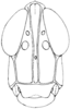 Morsea piute Rehn & Grant, 1958: Fig. 215. male, head, frontal view. (Otu).