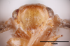 Head on Cyarda difformis Walker, 1858: (Observation).