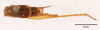 CollectionObject 1523744; 3fac1c77-325b-4392-b4ee-76d2554f09a3: male, dorsal view (holotype). (CollectionObject).