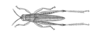 Azelota diversipes Rehn, 1907: Fig. 6 (after type). male, dorsal view. (Otu).