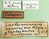 CollectionObject 1502918; c9f6adaa-c054-483b-9d4f-504e07d8bef0: labels (syntype of Gastrimargus musicus var. kimberleyensis). (CollectionObject).