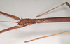 CollectionObject 1557825; 87f9a19e-e234-4e6b-b475-4fa501d1a9d7: copyright Natural History Museum, London. female: head and part of thorax, lateral view of Chondrostethus woodfordi (syntype). (CollectionObject).;CollectionObject 1557826; 50d4ed4c-0940-4f37-b3fe-450e20f5d380: copyright Natural History Museum, London. female: head and part of thorax, lateral view of Chondrostethus woodfordi (syntype). (CollectionObject).