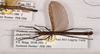 Presbistus marshallae Bragg, 2001: copyright OUMNH [from Bragg's coll?]. male (paratype). (Otu).