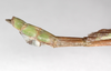 CollectionObject 1576648; USNM(SF IMPORT DUPLICATE) RD-095, 8deec7dc-68e5-4ba6-8a93-9945947c8d83: copyright USNM, Washington. male: end of abdomen, lateral view (holotype). (CollectionObject).