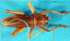 CollectionObject 1500160; 7d45b126-d844-4f9c-8aa7-49a9cd77f73b, DORSA BSal012S01: male, dorsal view (holotype of Gryllacris inconspicua var. fleischeri). (CollectionObject).