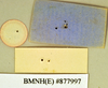 Fortiblatta australasiae (Fabricius, 1775): Holotype, unsexed, labels, reverse. BMNH(E)#877997. (Otu).