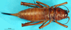 CollectionObject 1502067; f83318c9-5d27-4ce3-bb20-012cd8bc15e4: female, dorsal view (allotype). (CollectionObject).