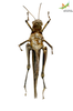 CollectionObject 1848697; Unioeste Cascavel K-0389, 75eb5f21-d601-43fb-9578-3cc1920ca791: Female. Ventral view. (CollectionObject).