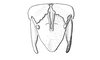 Cloephoracris disrupta Rowell, 1999: Fig. 7C. male abdomen tip, dorsal view. (Otu).