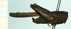 CollectionObject 1587051; 9a0e95c0-9d8f-48d9-afba-52c7269e2940, NHMUK010924795: male, lateral view (syntype of Paratettix durus). (CollectionObject).
