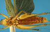 CollectionObject 1567528; 524900d0-55bb-4f01-9caf-a937c36cda13: female, ventral view (allotype). (CollectionObject).