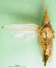 CollectionObject 1501017; bb9bee2c-f423-4a29-895c-62c4107d1df8: female, ventral view (holotype). (CollectionObject).