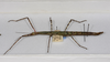 CollectionObject 1570614; 83af697c-d845-4267-af23-a5c120a323d6: copyright MONZ, New Zealand. female of synonym Acanthoxyla speciosa (paratype). (CollectionObject).