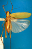 CollectionObject 1501727; 26af57d6-a20b-4ef0-8f00-15972ae2dde8: female, dorsal view. (CollectionObject).