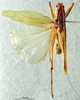 CollectionObject 1506477; a7584173-6fbb-432e-843b-2d1a3ad69e3e: male habitus dorsal view (topotype). (CollectionObject).