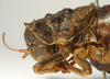 CollectionObject 1516918; b27fe357-5f62-4791-9e65-20f2d6377d0f: male pronotum, lateral view (syntype of Eugasteroides frater). (CollectionObject).