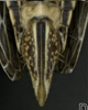 Ovipositor: !! display not done !! on Paramesus major Haupt, 1927: Ovipositor. (Observation).