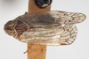 Habitus, dorsal view on [Oliarus] coconinus Ball, 1934: (Observation).