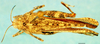CollectionObject 1585508; 5ac16827-9f07-4073-900b-d1b7aad0ac52, DORSA D130XF01: female, dorsal view (allotype). (CollectionObject).