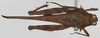 CollectionObject 1520943; fd562e39-dc19-4f9d-95ad-34ae6110674d: female, dorsal view (syntype). (CollectionObject).