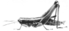 Mastusia quadricarinata Stål, 1878: Plate 1B. female, habitus. (Otu).