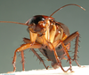 Periplaneta americana (Linnaeus, 1758): Copyright Stephane Brouard. Adult female Periplaneta americana carying ootheca. (Otu).