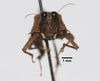 CollectionObject 1599705; 477ed115-6937-42a7-8920-1ae14762bccc: male, frontal view (paratype). (CollectionObject).