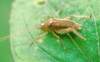 male, photo staged at day (holotype). Depicts CollectionObject 1479291; 7a493d0c-3db7-402b-87bf-df2569cae278, cbt019s04, a CollectionObject.