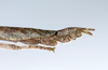 CollectionObject 1590155; 99ee21b4-bf79-42a3-ac15-8cafb04d2655: copyright ZSMC, Munich. male: end of abdomen, lateral view (holotype). (CollectionObject).