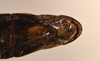 CollectionObject 1557005; 75887049-26ca-4ebc-a0a3-586a039ef5c2: copyright OUM. female of synonym Paradoxomorpha bruchi: end of abdomen, ventral view (holotype). (CollectionObject).