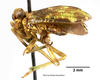 Habitus, lateral view on Tetricodes polyphemus Fennah, 1956: (Observation).