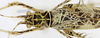CollectionObject 1513178; 6270469a-0578-4f02-afbd-d9f960f35f2f, cbt063s02: male, dorsal view (holotype). (CollectionObject).