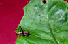 CollectionObject 1576962; c24b6049-b610-4eca-aa27-199b03c1b3ac, CH6790: male nymph. (CollectionObject).