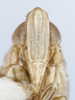 Head: !! display not done !! on Obtusicranus bicarinus Bartlett, 2006: (Observation).