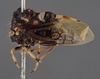 Habitus, lateral view: !! display not done !! on Antonae tigrina (Fairmaire, 1846): (Observation).