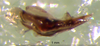 CollectionObject 1530829; e7318ee2-2169-44a7-84f5-5d555339e55d: phallus. (CollectionObject).