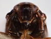 Head: !! display not done !! on Pissonotus divergens Bartlett, 2000: (Observation).