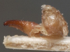 CollectionObject 1505833; 9ec19a7f-f1ce-403a-8155-30af49875018: male titillators lateral (holotype). (CollectionObject).