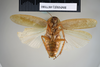 CollectionObject 1552787; NHMUK(SF IMPORT DUPLICATE) BMNH(E) 877080, de05c68f-e256-44dd-ba25-4e90402c18e5: Copyright NHM, London. Holotype male of synonym Homalopteryx templetonii, ventral view. (CollectionObject).